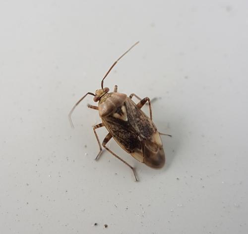 Lygus sp.